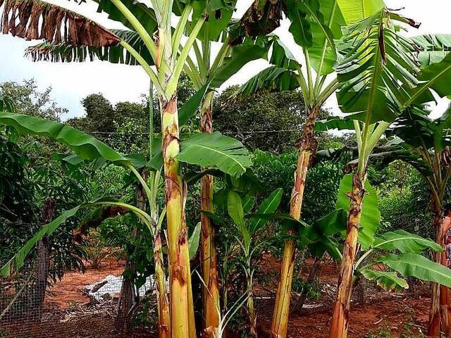 #40LGaiva - Chácara para Venda em Cuiabá - MT - 2